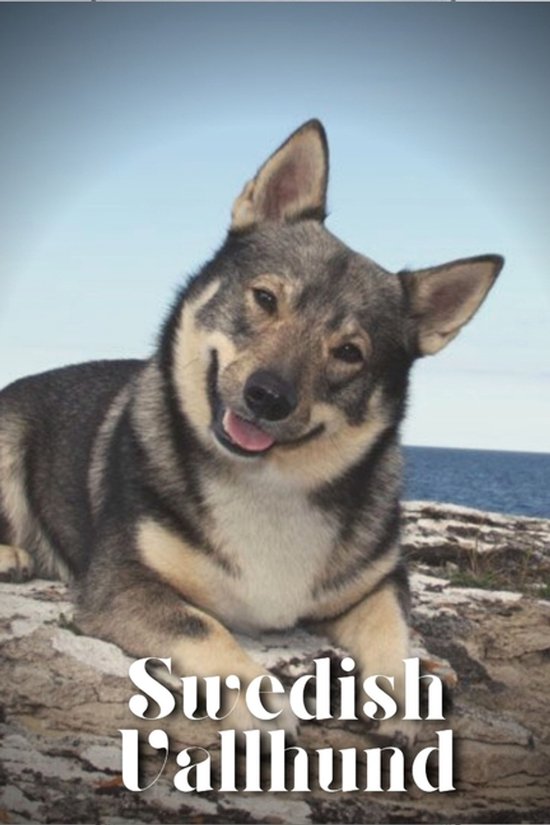 Swedish Vallhund