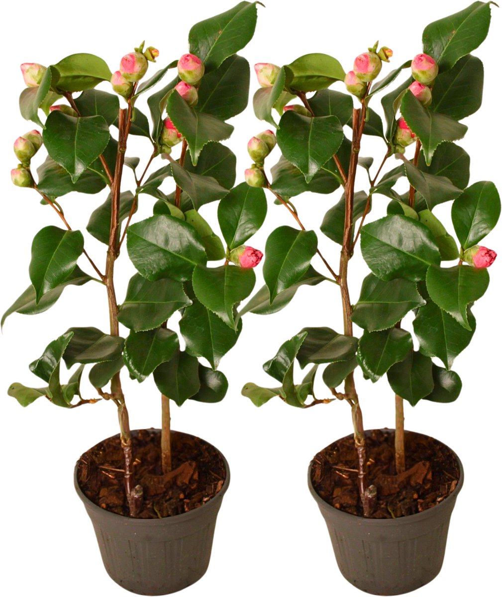 Plant in a Box - Camellia japonica Dr. King - Set van 2 - Japanse roos - Camellia plant winterhard - Pot 15cm - Hoogte 50-60cm