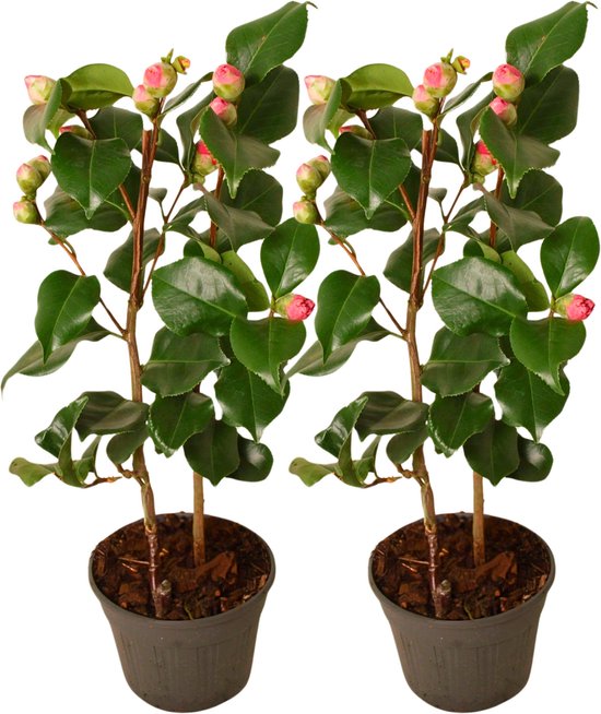 Plante en boîte - Camellia japonica Dr. King - Set de 2 - Rose du Japon - Camélia plant - Pot 15cm - Hauteur 50-60cm