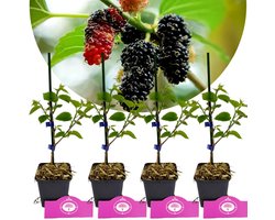 Set Van 4 Moerbeien – Morus alba x rubra 'Gerardi Dwarf' – Hoogte 25cm – 9cm pot