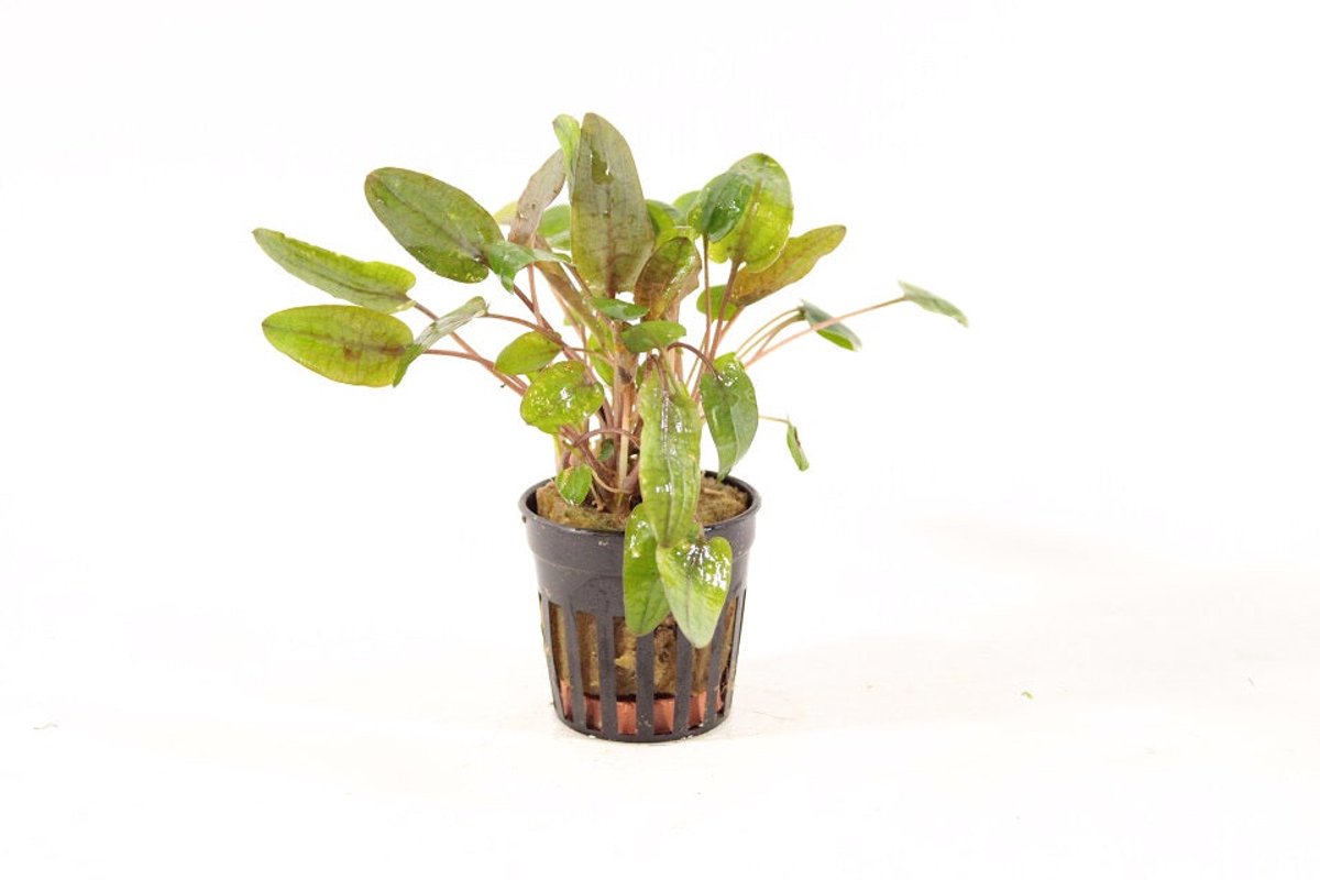 Aquaflora Cryptocoryne Tropica | in 5 cm pot Waterplant
