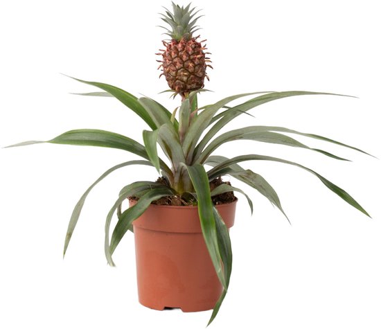 Plant in a Box - Ananasplant Mi Amigo - slaapkamer plant - Pot 12cm - Hoogte 35-45cm