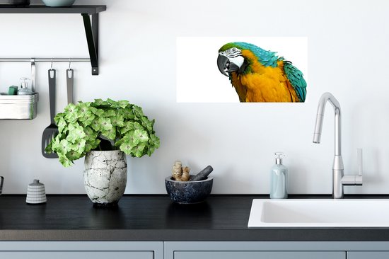 Affiche Perroquet - Vogel - Ressorts - Portrait - 40x20 cm