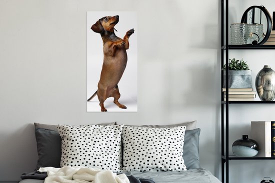 Poster Un Teckel debout sur ses deux pattes postérieures - 40x80 cm