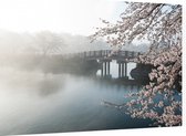 Mistige brug met kersenbloesem - Foto op Dibond - 90 x 60 cm