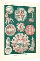 Aurelia - Discomedusae (Kunstformen der Natur), Ernst Haeckel - Foto op Dibond - 30 x 40 cm