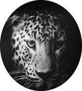 Luipaard op zwarte achtergrond - Foto op Dibond - ⌀ 30 cm