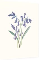 Hyacinthus (Hyacinth) - Foto op Dibond - 30 x 40 cm