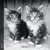 Black and White Katten Kalender 2022