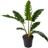 Kamerplant van Botanicly – Philodendron stenolobum Narrow Escape – Hoogte: 45 cm