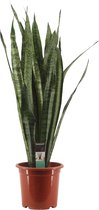Kamerplant van Botanicly – Vrouwentongen – Hoogte: 100 cm – Sansevieria Zeylanica