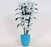 Orchidee van Botanicly – Bamboe Orchidee incl. sierpot blauw als set – Hoogte: 50 cm, 2 takken – Dendrobium Make Upz Blue