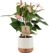 Kamerplant van Botanicly – Flamingoplant in twee toon keramiek pot als set – Hoogte: 36 cm – Anthurium amalia elegance