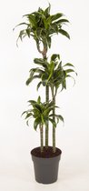 Kamerplant van Botanicly – Drakenboom – Hoogte: 115 cm – Dracaena derem. Dorado