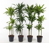 Kamerplanten van Botanicly – 4 × verschillende drakenbomen – Hoogte: 150 cm – Dracaena deremensis mix