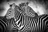 Zebra love I – 135cm x 90cm - Fotokunst op PlexiglasⓇ incl. certificaat & garantie.