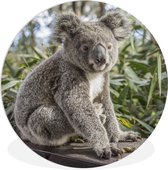 WallCircle - Wandcirkel ⌀ 140 - Koala - Hout - Planten - Kids - Jongens - Meiden - Ronde schilderijen woonkamer - Wandbord rond - Muurdecoratie cirkel - Kamer decoratie binnen - Wanddecoratie muurcirkel - Woonaccessoires
