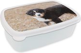 Broodtrommel Wit - Lunchbox - Brooddoos - Berner Sennenhond puppy in de ochtend - 18x12x6 cm - Volwassenen