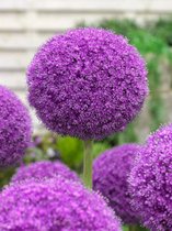 6x Allium 'Giganteum'  bloembollen met bloeigarantie