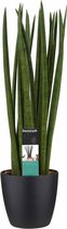 Hellogreen Kamerplant - Vrouwentong - Sansevieria Cylindrica Spaghetti - 70 cm - Elho brussels black