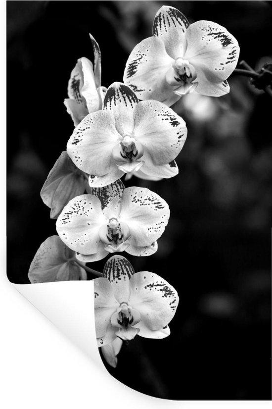 Stickers Stickers muraux - Orchidées en fleurs - noir et blanc - 20x30 cm -  Film adhésif