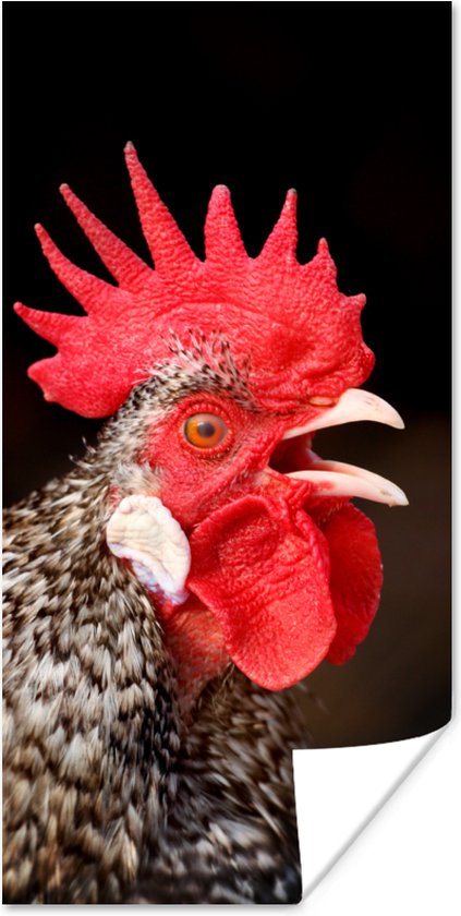 Affiche Coq qui chante - 75x150 cm