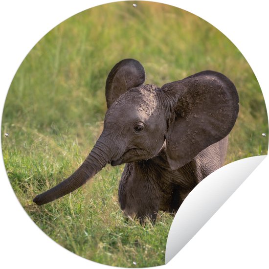 Tuincirkel Olifant - Baby - Kalf - 60x60 cm - Ronde Tuinposter - Buiten