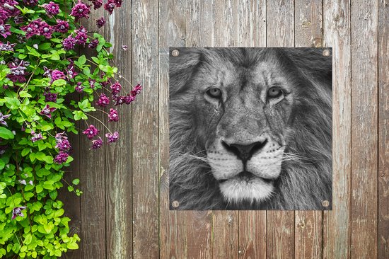 Tuinposters Dierenprofiel Perzische leeuw in zwart-wit - 50x50 cm