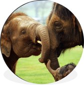 Cercle mural - Cercle mural - Éléphants - Animaux - Tronc - Aluminium - ⌀ 30 cm - Intérieur et Extérieur