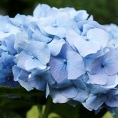 18 stuks | Hortensia 'Nikko Blue' Pot P9 tray - Bloeiende plant