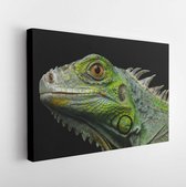 Onlinecanvas - Schilderij - Hoofd Reptielen. Jonge Groene Leguaan Geïsoleerd Zwarte Achtergrond Moderne Horizontaal Horizontal - Multicolor - 115 X 75 Cm
