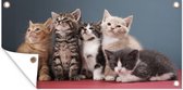 Tuinposter Kittens - Blauw - Roze - Meisjes - Kinderen - Jongens - Kind - 60x30 cm - Tuindoek - Buitenposter