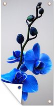 Wanddecoratie buiten Blauwe Orchidee - 80x160 cm - Tuindoek - Buitenposter