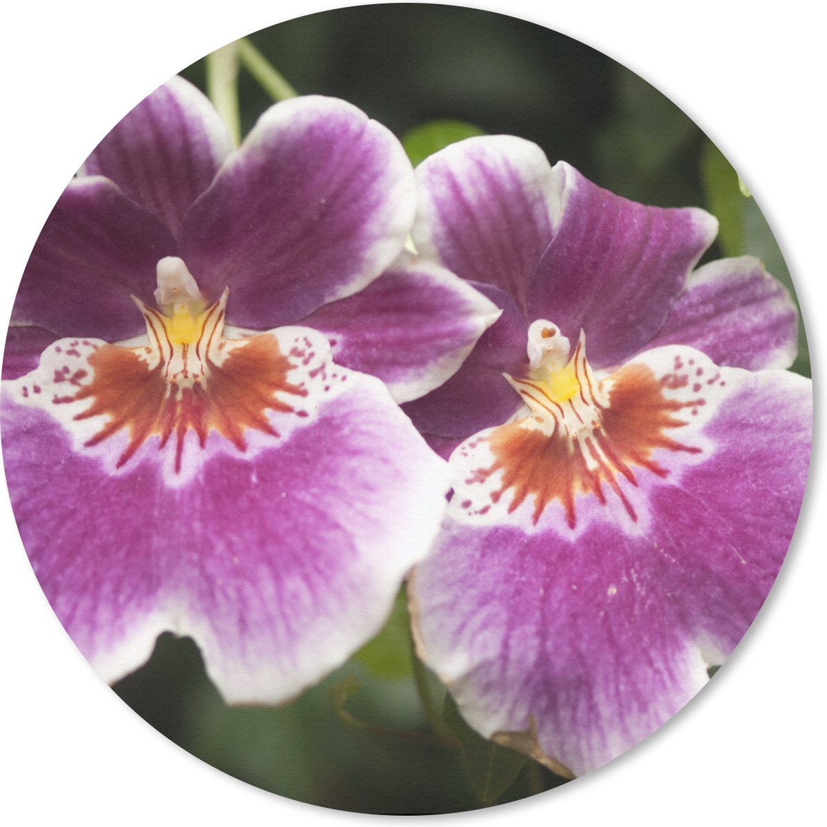 Muismat rond 40x40 cm - Mousepad Wilde orchidee - Ronde muismatten