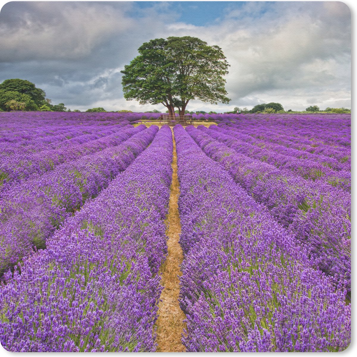 Muismat 30x30 cm - Mousepad Paars lavendelveld met een bewolkte hemel - Muismatten