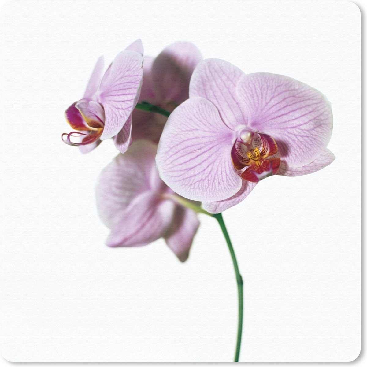 Muismat 30x30 cm - Mousepad Roze orchideebloem - Muismatten