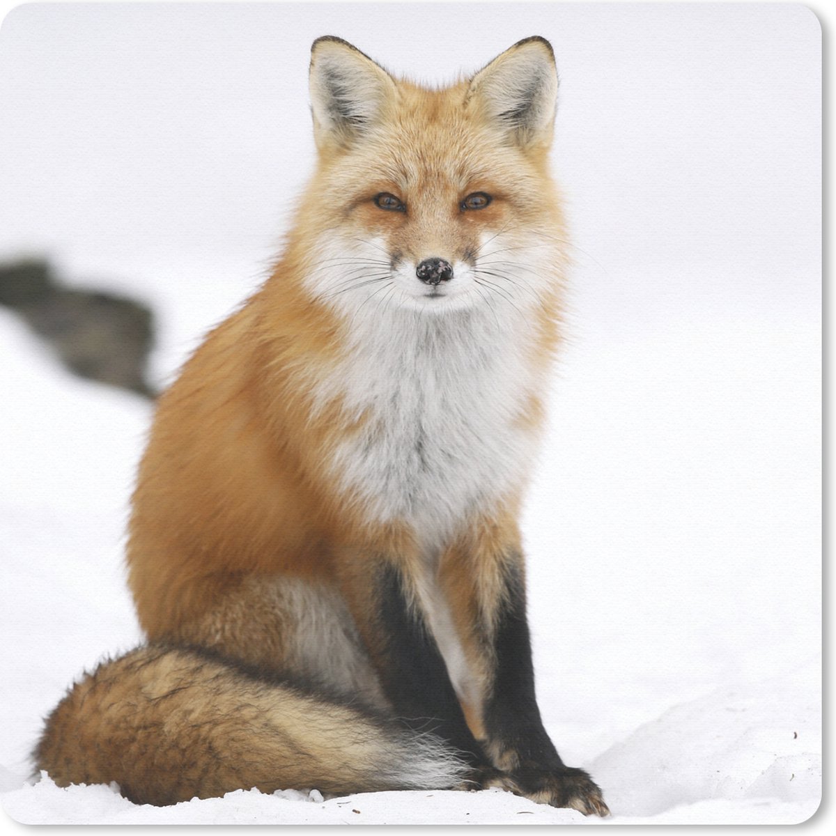 Muismat 30x30 cm - Mousepad Vos - Sneeuw - Winter - Muismatten