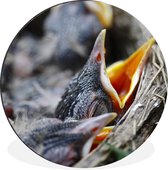 Cercle mural - Cercle mural - Garçon - Rouge-gorge - Alimentaire - Aluminium - ⌀ 30 cm - Intérieur et extérieur