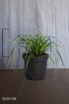10 stuk(s) | Japanse zegge ‘Evergreen’ pot 20-25 cm - Bloeiende plant - Weinig onderhoud - Zeer winterhard