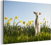 Wanddecoratie Metaal - Aluminium Schilderij Industrieel - Lammetje tussen de gele bloemen - 90x60 cm - Dibond - Foto op aluminium - Industriële muurdecoratie - Voor de woonkamer/slaapkamer