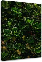 Trend24 - Canvas Schilderij - Groene Bladeren Van Exotische Planten - Schilderijen - Bloemen - 70x100x2 cm - Groen