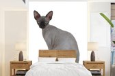 Behang - Fotobehang Grijze Sphynx kat - Breedte 195 cm x hoogte 260 cm