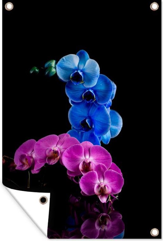 Tuindecoratie Blauwe en roze orchidee tegen een zwarte achtergrond - 40x60 cm - Tuinposter - Tuindoek - Buitenposter
