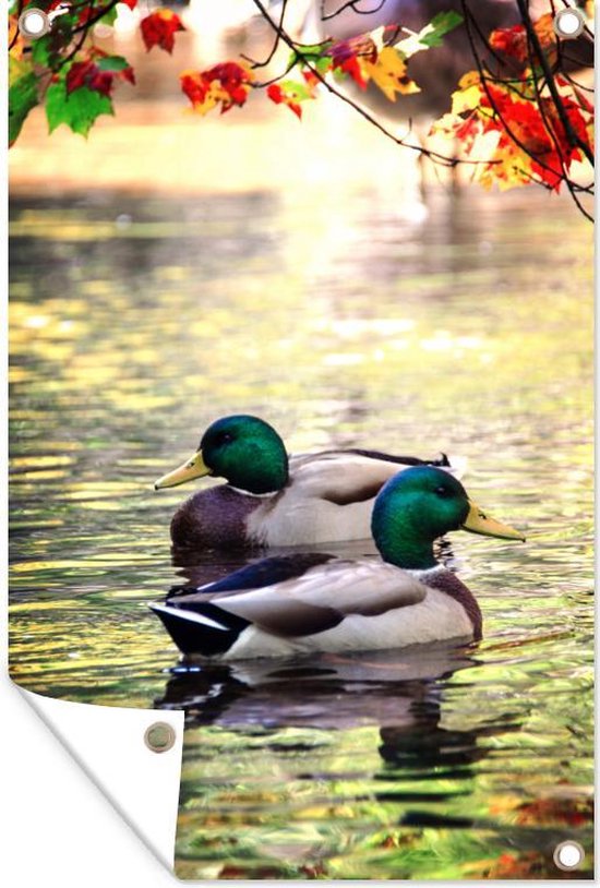 Deux canards sauvages dans un beau paysage Affiche de jardin 120x180 cm - Toile de jardin / Toile d'extérieur / Peintures d'extérieur (décoration de jardin) XXL / Groot format!