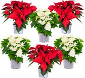 6x Poinsettia - Kerstster - Kamerplant - Rood/ Wit - ⌀10,5 cm - ↕ 20-30 cm
