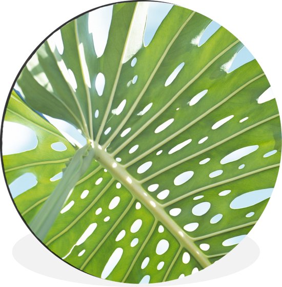 WallCircle - Wandcirkel - Muurcirkel - Een groen botanisch blad in de zon - Aluminium - Dibond - ⌀ 30 cm - Binnen en Buiten