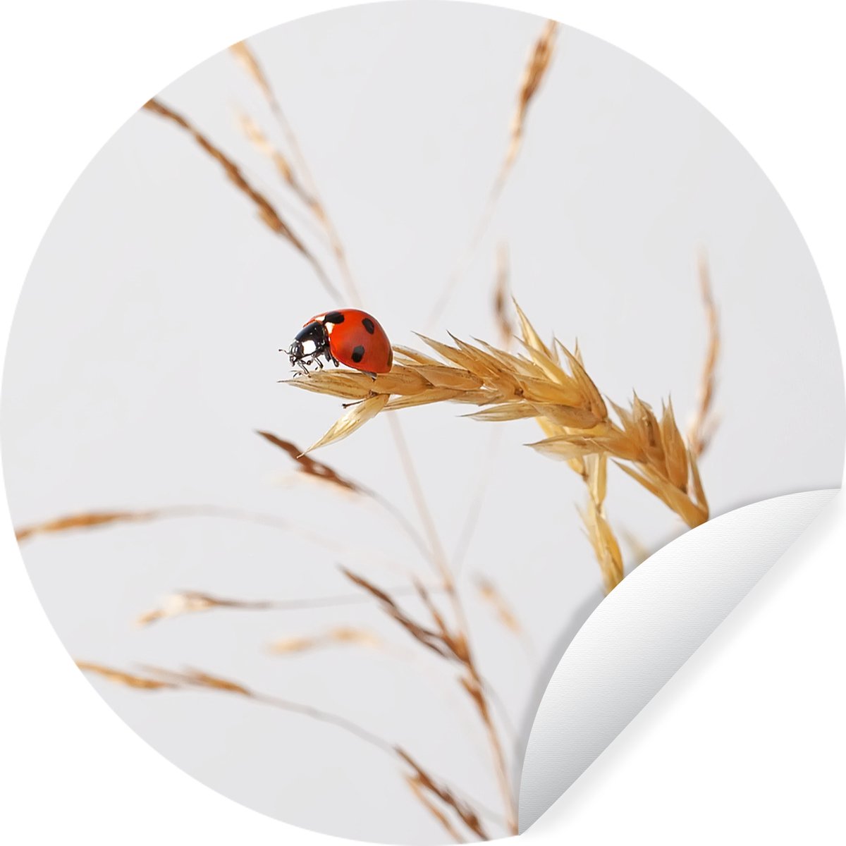 WallCircle® - Behangcirkel 30x30 cm - Muurstickers Lieveheersbeestje op gras - Muurcirkel woonkamer - Wandcirkel slaapkamer - Kamer decoratie zelfklevend - Muurdecoratie accessoires
