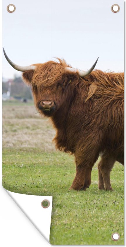 Affiche de clôture Scottish Highlander - Vache - Herbe - 100x200 cm - Toile de jardin