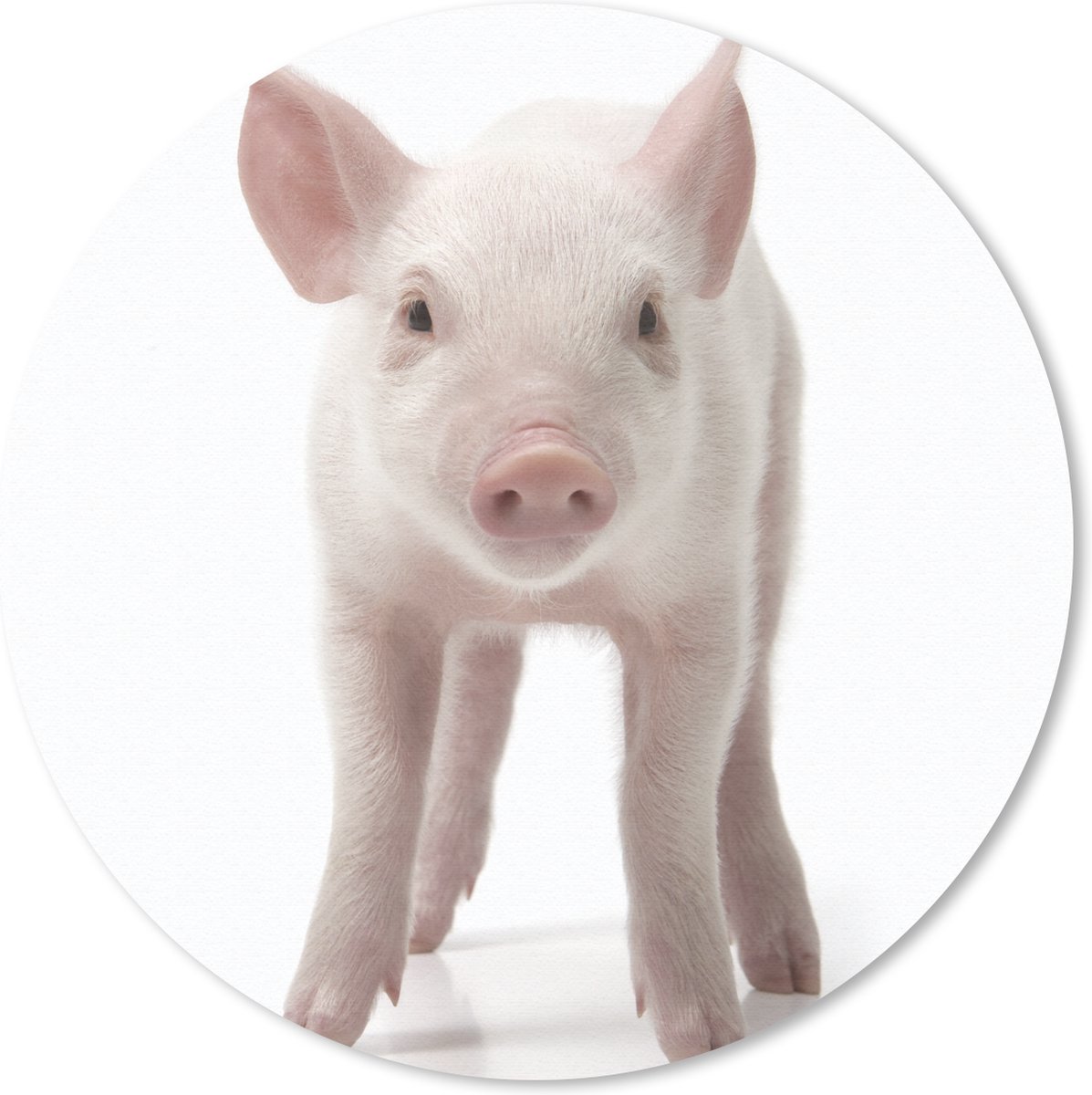 Muismat rond 40x40 cm - Mousepad Varken - Dieren - Wit - Ronde muismatten