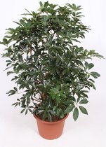Kamerplant van Botanicly – Vingerboom – Hoogte: 120 cm – Schefflera arb. Compacta